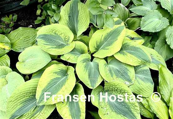 Hosta Spinach Soufflé